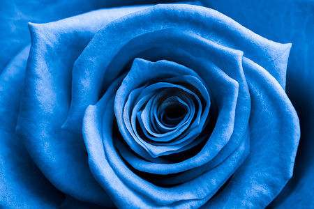 蓝玫瑰摄影照片_蓝玫瑰的特写