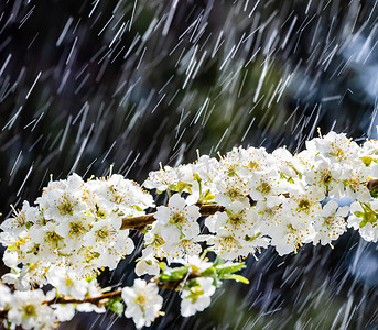 春雨摄影照片_花园里的春雨