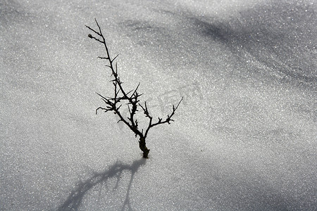 枯枝孤树比喻白雪沙漠