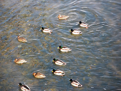一群野鸭在河里游泳