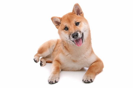 在白色背景前的 Shiba Inu 狗