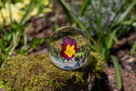 苔藓覆盖的石头上有红樱草花的水晶球