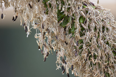 龙舌兰植物的大种子荚上的雨滴