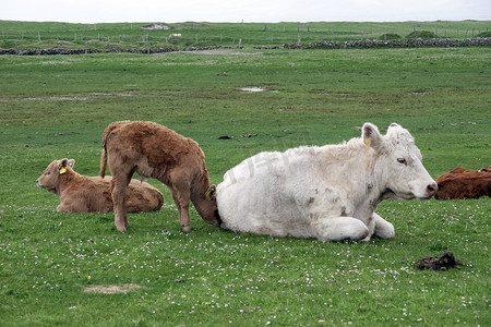 小牛和妈妈在绿草上休息