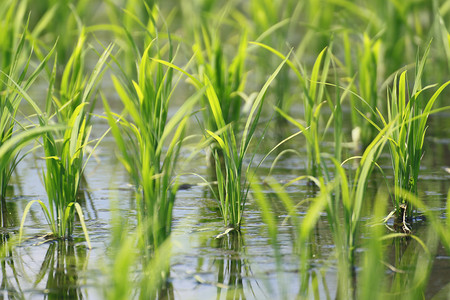 绿色领域，亚洲稻田