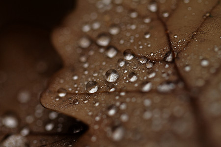 落叶覆盖着雨滴