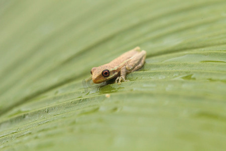 小松树林树蛙 Dryphophytes femoralis 栖息在 gr