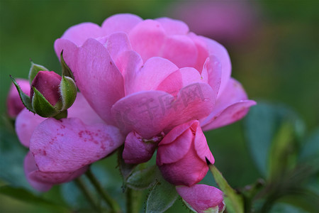 绿色玫瑰花摄影照片_绿色背景下的粉红色 shruh 玫瑰花