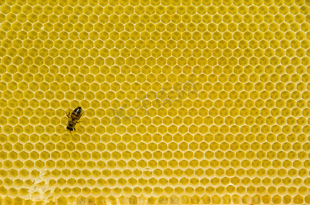 蜂巢图案与蜜蜂