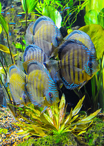 (Symphysodon aequifascilatus) 水族馆里的大型淡水鱼