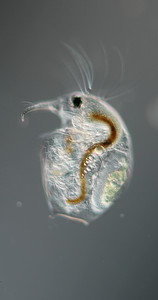具有胚胎和触角的水蚤在高放大率下