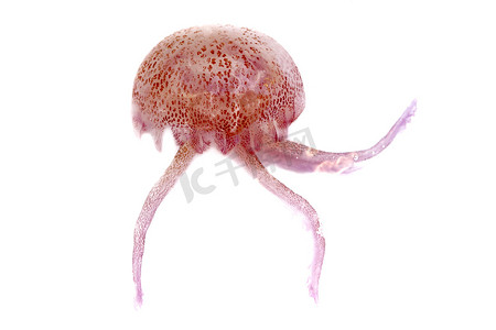 发光的红色粉红色水母 pelagia noctiluca