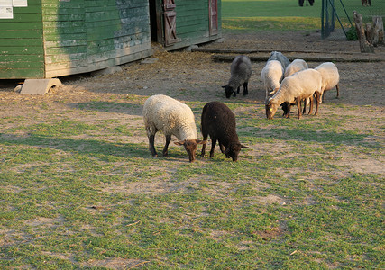 毛茸茸的可爱羊在木制农舍 Cote 马厩前放牧，在乡村，有水坑草、树木和森林背景，乡村风光
