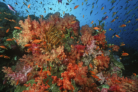 软珊瑚礁中的海金鱼学校