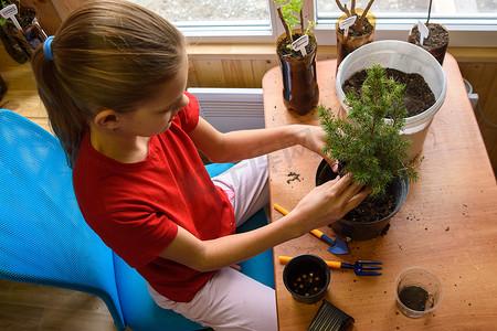 一个女孩在窗边的桌子上移植了一棵云杉幼苗，俯视