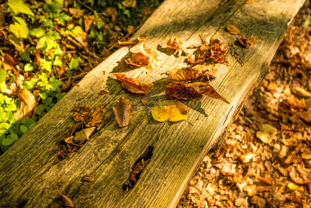 长凳上秋色的叶子以温暖、阳光明媚的颜色