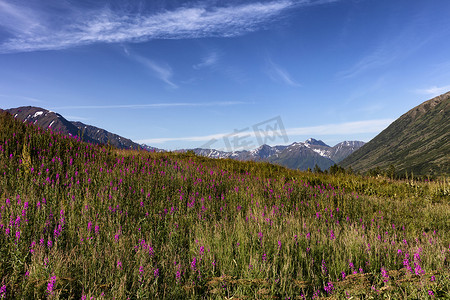阿拉斯加杂草花在雪山草甸的前景