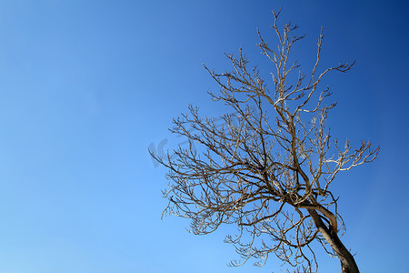 在蓝天的秋天冬天树枝