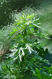 艾草 (Artemisia absinthium)