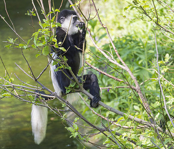 年幼的 Mantled guereza 猴子也叫 Colobus guereza 吃树叶，在水面上爬树枝，自然阳光，复制空间