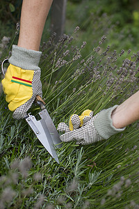 用手套和修枝剪在花园里修剪和塑造薰衣草丛