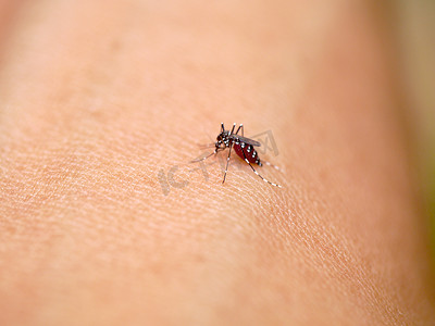 伊蚊在皮肤上吸血