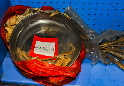 美国纽约 — 2011 年 12 月 6 日：在水族馆博览会上晒干出售的海马，保护稀有物种