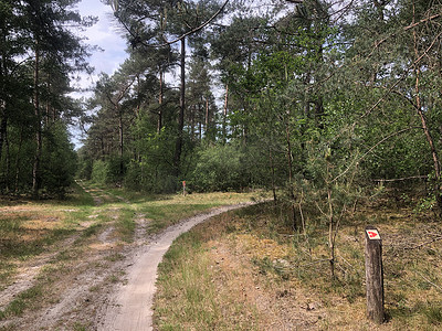 MTB 路线标志和 Ommen 周围的森林