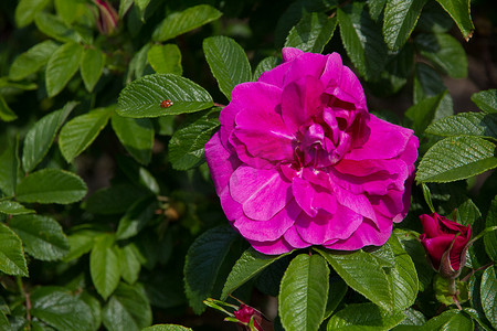 洋红色玫瑰摄影照片_粉红玫瑰与一只小瓢虫
