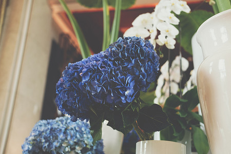 花瓶中的蓝色绣球花花束束。