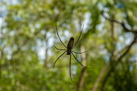 通常在亚洲和澳大利亚，利希特菲尔德国家公园发现的大型北方金球织布工或巨型金球织布工蜘蛛 Nephila pilipes