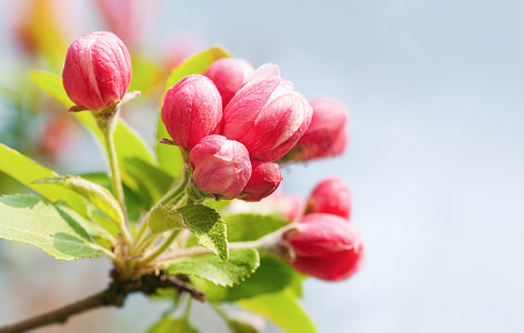树芽摄影照片_有粉红色苹果花的分支。