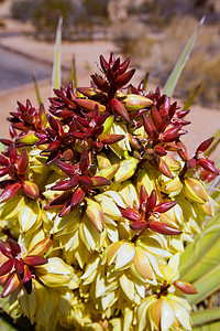 约书亚树国家公园的丝兰短叶花
