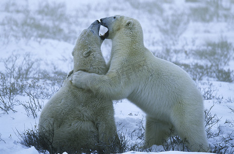 加拿大丘吉尔北极熊幼崽在雪地里玩耍