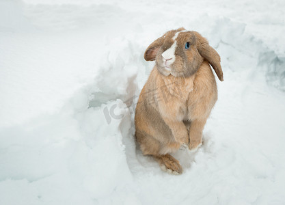 滑稽可爱的兔子，蓝眼睛站在雪地里。