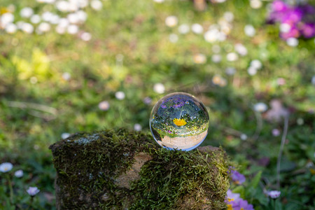 苔藓覆盖的石头上蒲公英花的水晶球