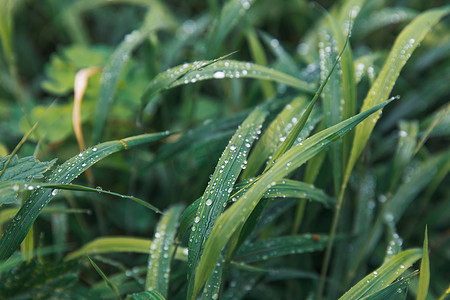 植物上的水滴摄影照片_绿草上的水滴