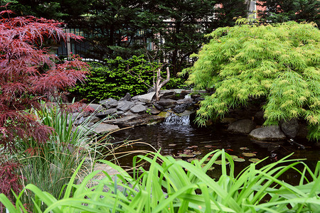 小鱼塘摄影照片_“纽约市杰斐逊市场花园的小荷花池”