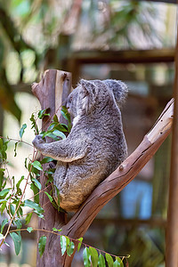 桉树上的澳大利亚考拉熊
