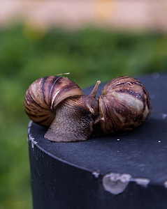 两只深色 achatina 蜗牛的特写镜头，它们的外壳是棕色条纹，沿着黑色钢制平台路缘爬行。
