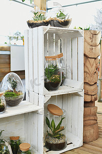 玻璃罐中的绿色室内植物自我生态系统。