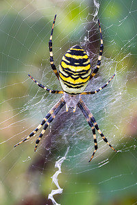 网络上的 Argiope bruennichi（黄蜂蜘蛛）