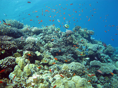 珊瑚礁与硬珊瑚和火珊瑚和异国情调的鱼在热带海底