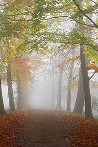 浓雾中山毛榉树的路径