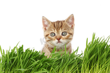 草后的猫