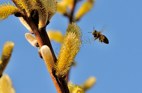 看昆虫摄影照片_飞行中的蜜蜂看着你