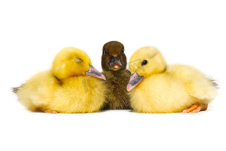 白色背景上新出生的小可爱黄色和黑色小鸭。