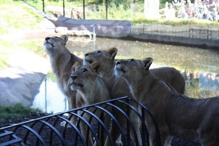 克里斯蒂安桑动物公园，狮子