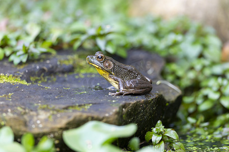 一只青蛙坐在被绿叶环绕的花园池塘的岩石上