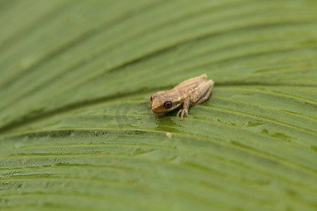 大眼睛青蛙摄影照片_小松树林树蛙 Dryphophytes femoralis 栖息在 gr